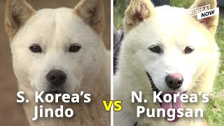 These Korean dogs are natural treasures but divided between North and South [upl. by Modern245]