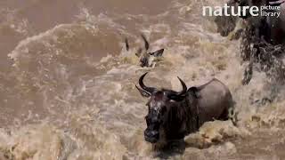 Nile crocodile catching and drowning Wildebeest as herd crosses Mara River Maasai Mara Kenya [upl. by Alludba]