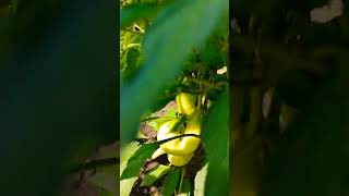 Jalapenos Peppers Short ASMR [upl. by Nosnaj761]