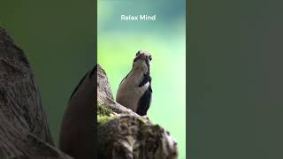 पंछी की रोचक जानकारी Interesting Fact About Birds  viralvideo shorts birdlovers [upl. by Breskin]