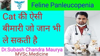 Feline Panleukopenia in Cat Parvo in CatFeline Distemper Cat की जानलेवा बीमारीHindiDoctor Pets [upl. by Nofpets]