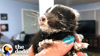 Watch These Baby Skunks Grow Big And Go Back To The Wild  The Dodo [upl. by Jillane]