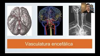 Vasculatura encefálica parte 1 [upl. by Phila]