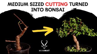 EASILY turn mediumsized cuttings into Bonsai  Spekboom  Dwarf Jade [upl. by Lebyram]