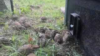 Bobwhite Quail Release [upl. by Nadbus]