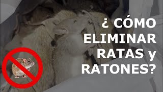 como eliminar plaga de ratas y ratones  método efectivo  Raticida Sicario [upl. by Terrene]