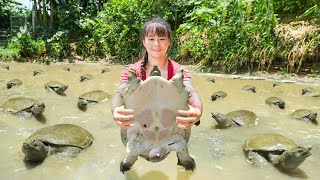 Harvesting Many Turtles In The Swamp Goes To Market Sell  Raising Chickens And Ducks [upl. by Jodi]