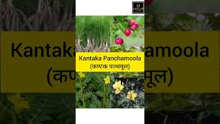 Kantaka Panchamoola कण्टक पञ्चमूल  Mishrakagana  Dravyaguna  BAMSHR [upl. by Armington291]