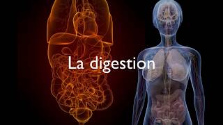 La digestion [upl. by Albrecht]