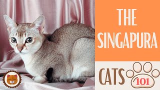 🐱 Cats 101 🐱 SINGAPURA CAT  Top Cat Facts about the SINGAPURA [upl. by Anuayek]