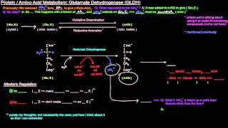 Protein  Amino Acid Metabolism Part 4 of 8  Glutamate Dehydrogenase GLDH [upl. by Myrwyn]