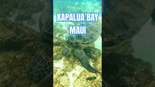 Exploring Kapalua Bay Maui kapalua seaturtles maui [upl. by Joyan829]