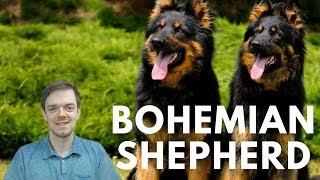 Bohemian Shepherd  Chodsky Pes  Interesting Facts [upl. by Holmann454]