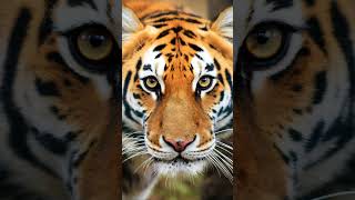 Bengal Tiger Chronicles Roaring Insights [upl. by Macilroy304]