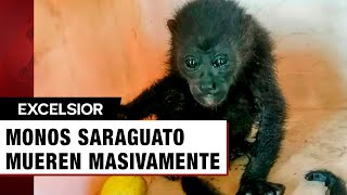 Se confirma gravedad de muerte masiva de monos saraguato en Tabasco [upl. by Aisatsanna]