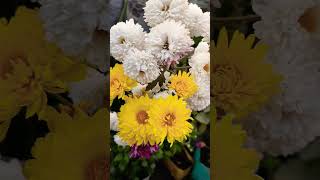 Guldaudi ka paudha gardening tips and tricks Winter plants gardening shorts [upl. by Bilek]