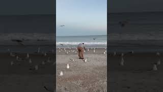 Feeding seagulls on a cold day at Wrightsville Beach [upl. by Herrick466]