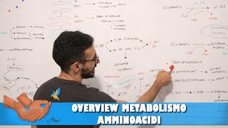 Overview metabolismo amminoacidi [upl. by Modesty]