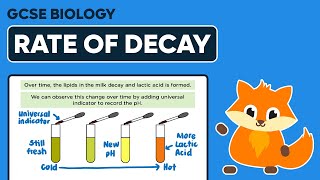 Decomposition Rate of Decay  GCSE Biology [upl. by Amatruda]