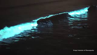 Red Tide Bioluminescence Scripps Pier April 24 2020 [upl. by Pisarik]