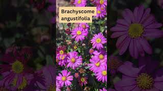 Brachyscome angustifolia Australian Native Daisies [upl. by Nalod]