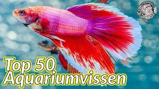 Top 50 AQUARIUMVISSEN voor een TROPISCH AQUARIUM  Aquarium Sunshine Valley [upl. by Rowney]