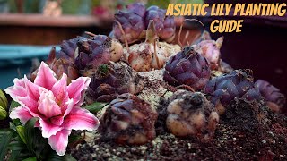 Asiatic Lily Bulb Planting Guide I Lilium Flower Plant Tips and Care I Pabitra Garden [upl. by Nesaj491]