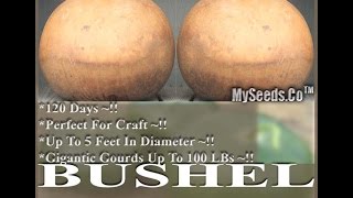 Bushel Gourd Seed RARE Lagenaria siceraria GIANT Gourd SEEDS on wwwMySeedsCo [upl. by Sadirah]