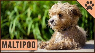 Maltipoo  Dog Breed Information [upl. by Pineda]