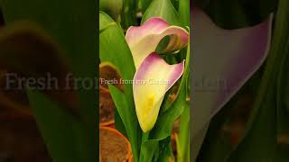 Calla Lilies [upl. by Tara]