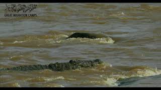 Crocodile kills wildebeest  Mara River Serengeti with Great Migration Camps [upl. by Yzdnil16]