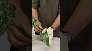 Monstera albo transferring albo cutting from water to soil indoorplantscare plantshorts [upl. by Aelc773]