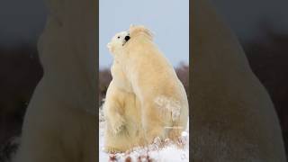 Polar bears playing Wincent TFSht wildlife nature bear [upl. by Dlorad228]