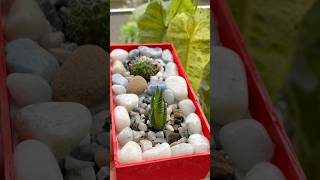 Diy planter from waste material 🥰 shorts youtubeshorts diy garden plants [upl. by Jonna864]