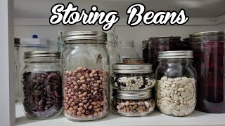 Growing beans for longterm storage [upl. by Ledniahs]