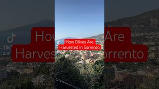 How Olives Are Harvested in Sorrento italy sorrento olivertree [upl. by Orsola44]