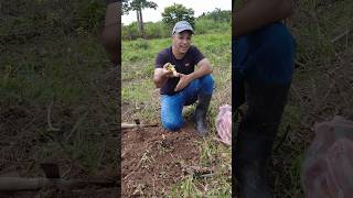 Primera SIEMBRA  en la NUEVA HUERTA 😀😀 yuca mandioca viral campo [upl. by Aehsrop]