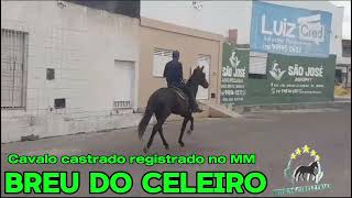 BREU DO CELEIRO VENDIDO mangalargamachadormangalargadobrasilmangalargadeeliteviralvideo [upl. by Haase]