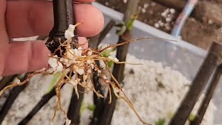 How I root fig and other cuttings [upl. by Mena]