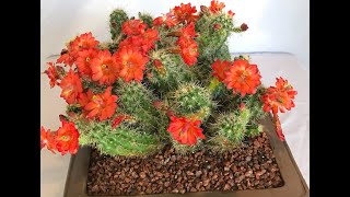 Cleaning Large CACTUS🌵Echinocereus triglochidiatus🌵 Episode 136 [upl. by Pan]