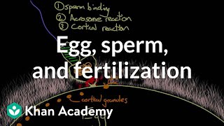 Egg sperm and fertilization  Behavior  MCAT  Khan Academy [upl. by Anuaek957]