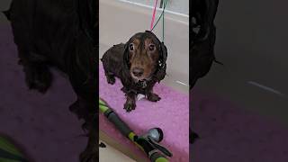 Long haired dachshund getting a haircut grooming [upl. by Liek9]