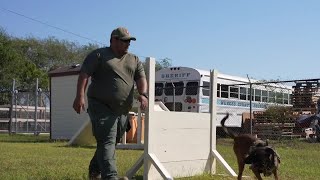 K9 Deputies at the Mckenzie Annex train to take a bite out of crime [upl. by Mariandi]