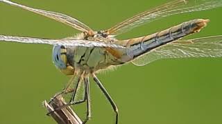 Nikon P1000 extreme zoom test  Dragonfly [upl. by Idnac]