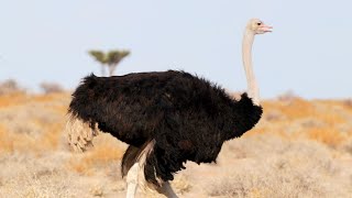 Birds of Namibia Part 1  Southern Africa [upl. by Hadeehuat]