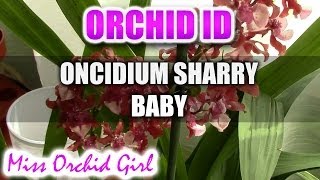 Oncidium Sharry Baby Sweet Fragrance  Chocolate fragrance everywhere [upl. by Luap]