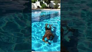 Breath Hold Training for Spearfishing  My Stress Workout [upl. by Aniwde428]