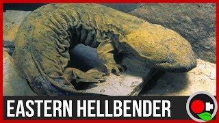 We Found a MASSIVE 2 Salamander  Hellbenders Explained [upl. by Aistek156]