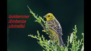 Die Goldammer Emberiza citrinella  Artportrait [upl. by Mann]