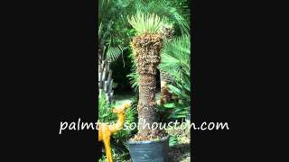 Sago Palm Time Lapse [upl. by Fanchon]